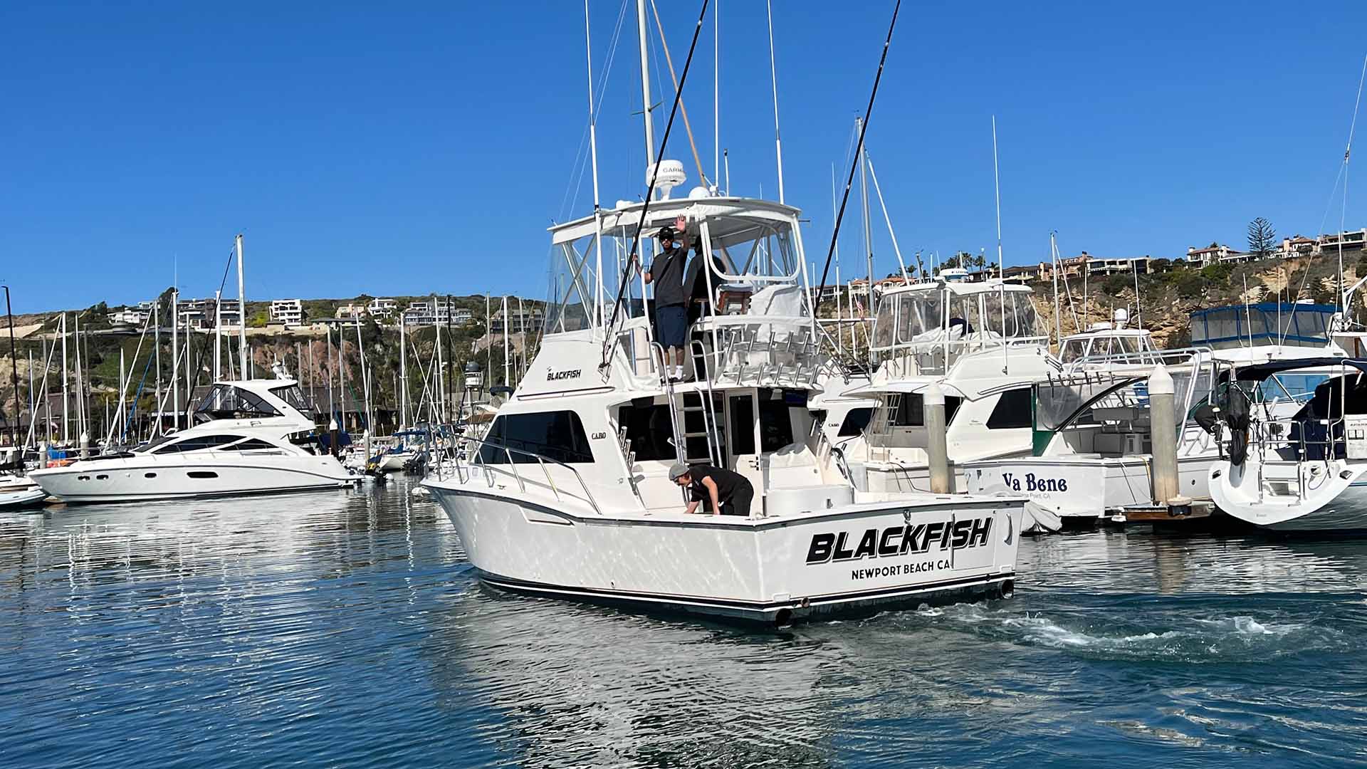 Blackfish Bluefin Tuna